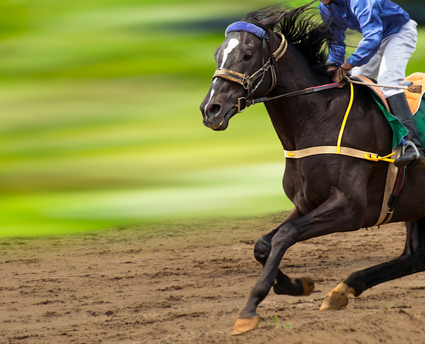 Race horse in run.A horse with a jockey runs along the racetrac